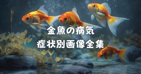 金魚頭下尾上|【完全版】金魚の病気画像一覧｜病気別の症状を画像 